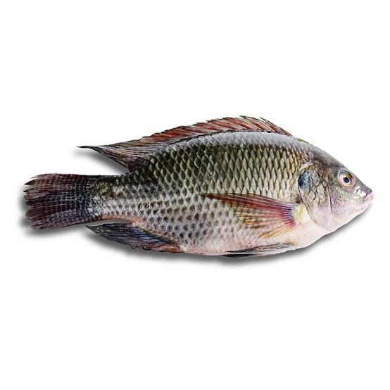 Frozen Fish